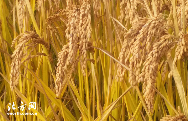 天津西青区王稳庄水稻丰收 金黄稻田像一首歌