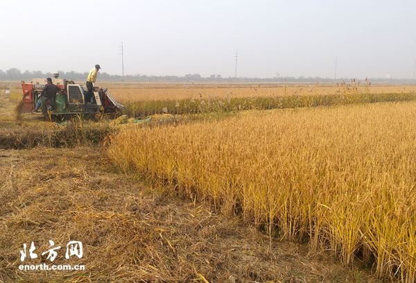 天津西青区王稳庄水稻丰收 金黄稻田像一首歌