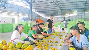 云南玉溪柑桔筛选分级包装上市率达85%