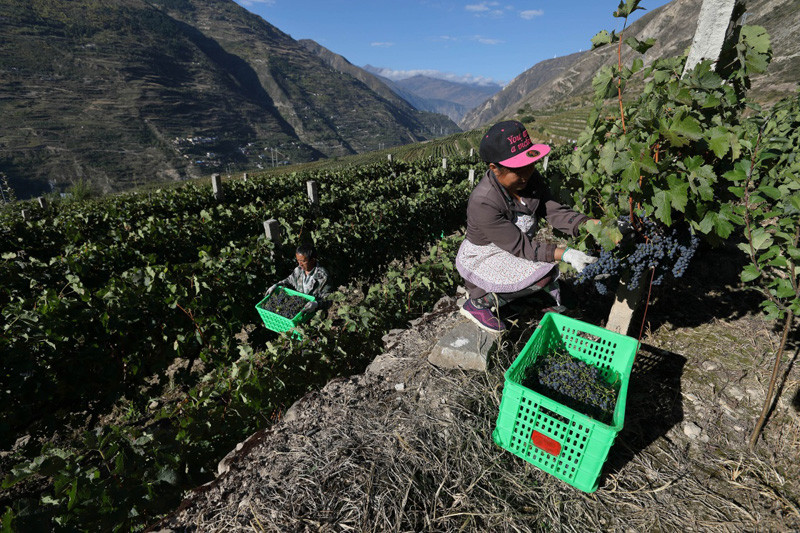 ĴСأƶͳũҵ̬ũҵת