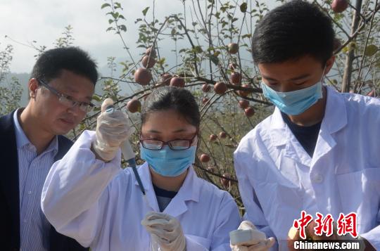 四川汉源“阳光糖心苹果”丰收 果农搭上“致富车”