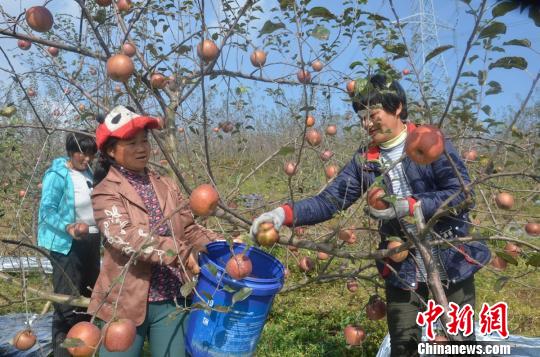 四川汉源“阳光糖心苹果”丰收 果农搭上“致富车”