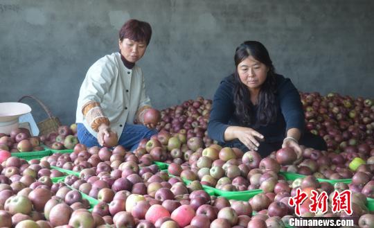四川汉源“阳光糖心苹果”丰收 果农搭上“致富车”