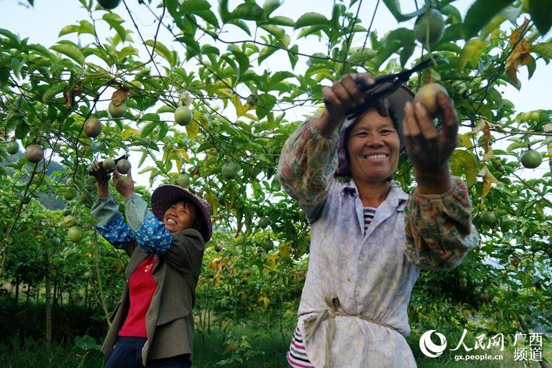 广西融水环九万大山特色产业助农增收致富