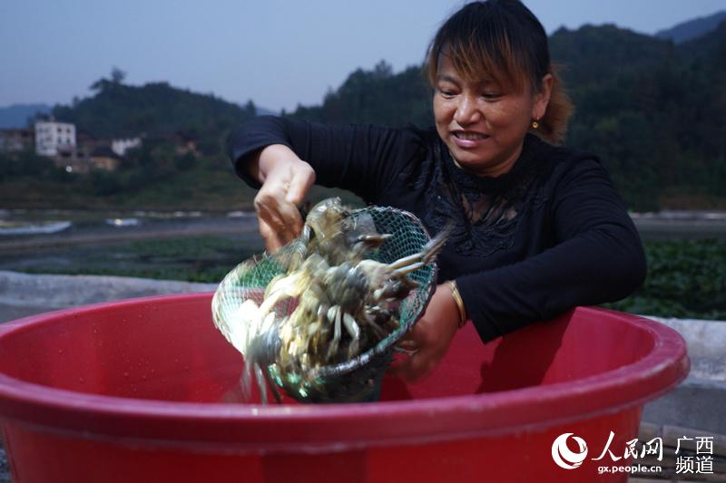 广西融水环九万大山特色产业助农增收致富