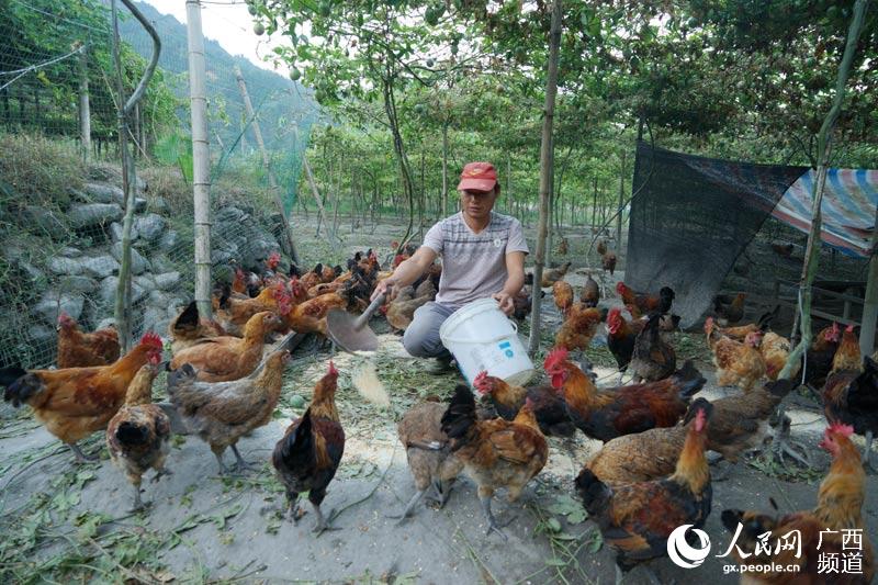 广西融水环九万大山特色产业助农增收致富