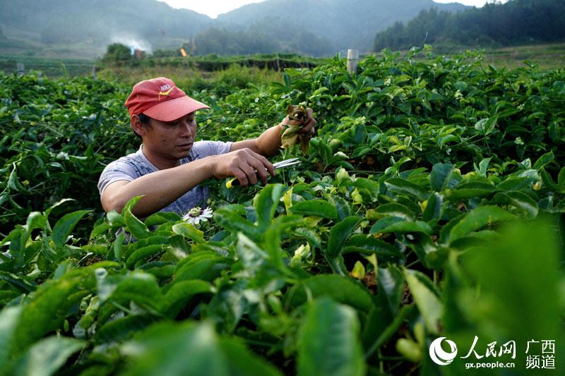广西融水环九万大山特色产业助农增收致富
