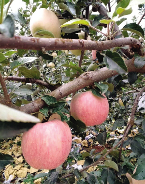 天津蓟州几百吨“红富士”成熟 均已预订