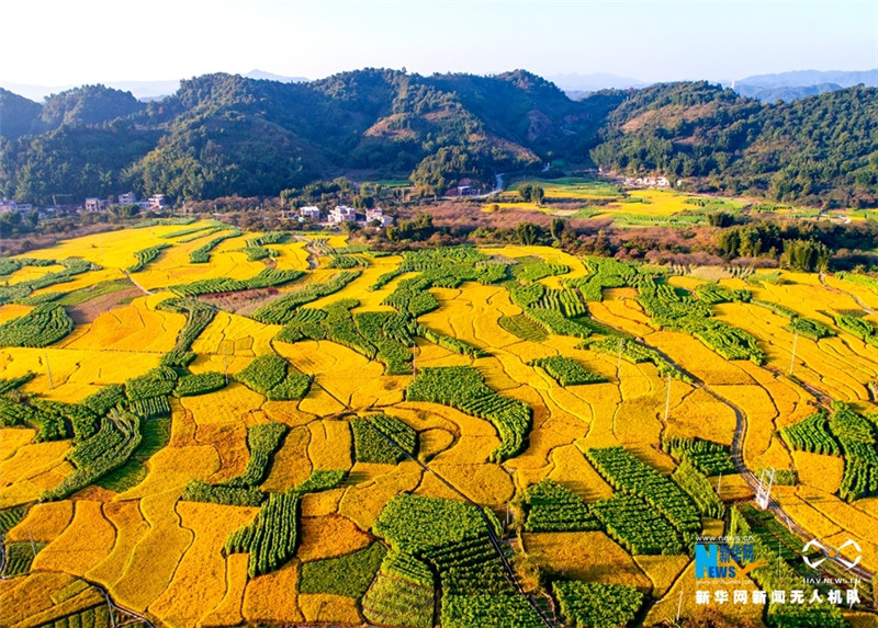 广东广州从化晚稻丰收 大地如披金色“盛装”