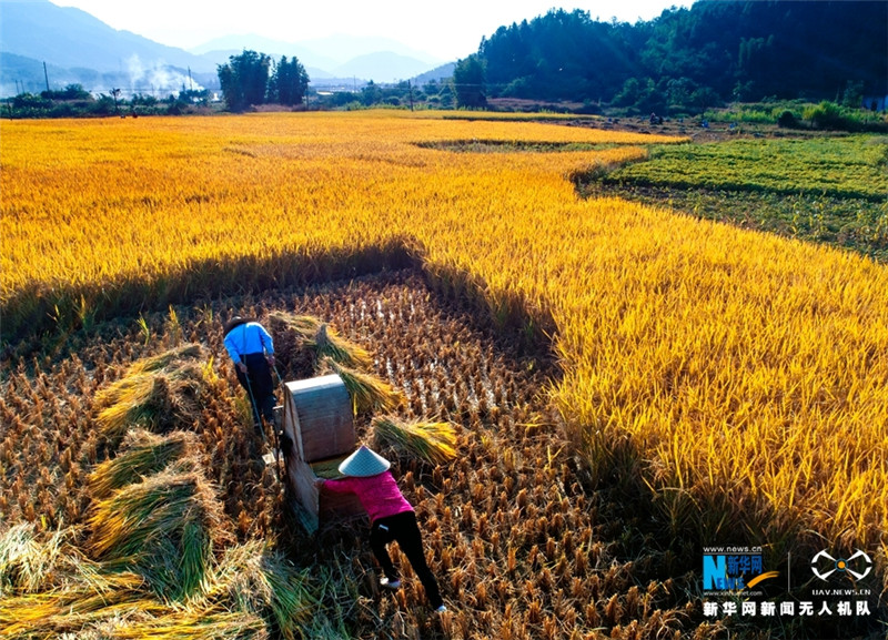 广东广州从化晚稻丰收 大地如披金色“盛装”
