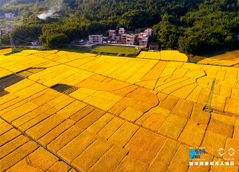广东广州从化晚稻丰收 大地如披金色“盛装”