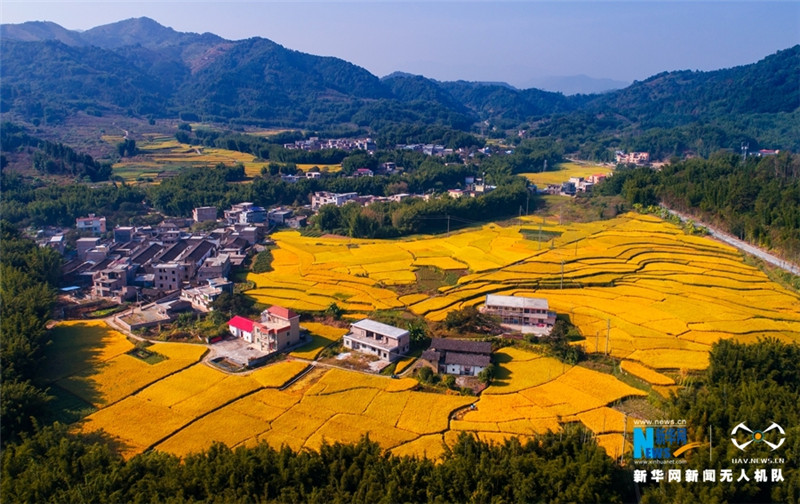 广东广州从化晚稻丰收 大地如披金色“盛装”