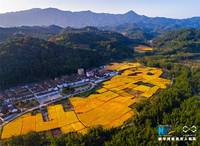广东广州从化晚稻丰收 大地如披金色“盛装”
