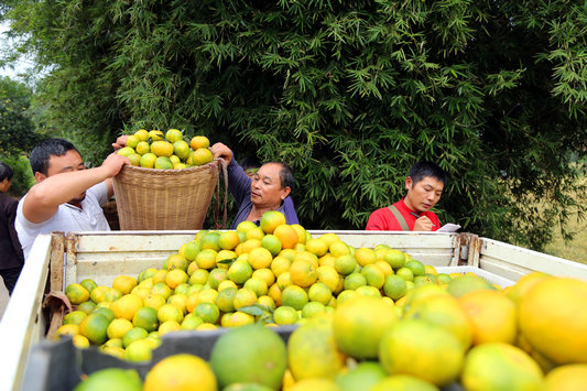 ĴϪĶ۽ϲ 4000ũʵ¸