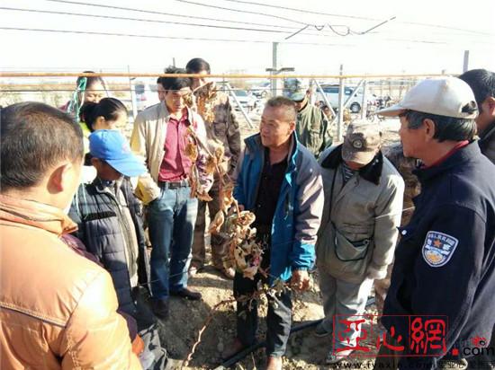 新疆兵团第七师一二九团认真做好葡萄秋冬季管理工作