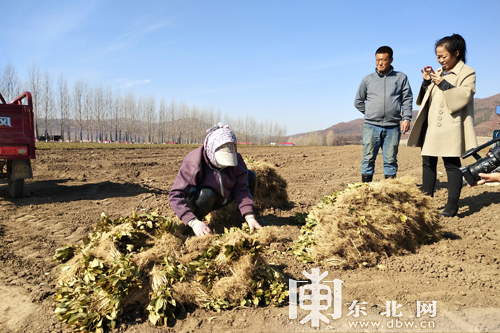 黑龙江林口:中药材种植为农民致富开良方