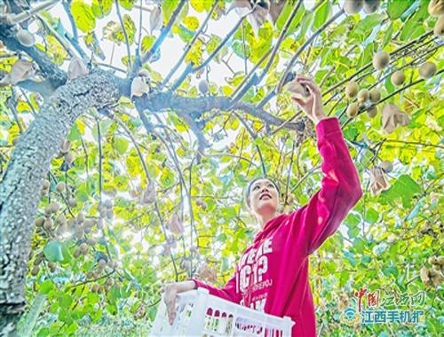 江西奉新猕猴桃喜获丰收 预计总产量达4800万公斤