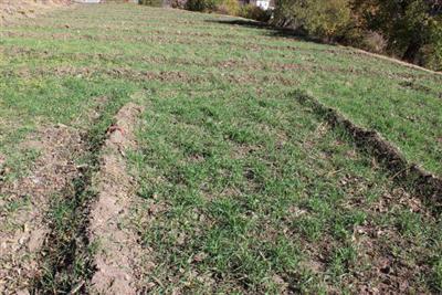 西藏昌都市2017年冬播作物长势良好