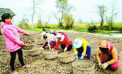 安徽庐江县:水乡荸荠 绿色致富