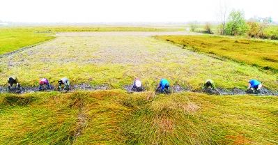 安徽庐江县:水乡荸荠 绿色致富