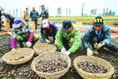 安徽庐江县:水乡荸荠 绿色致富