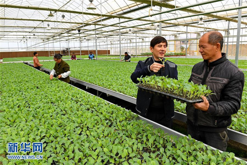 福建省建瓯市:发展冬季农业 增加农民收入