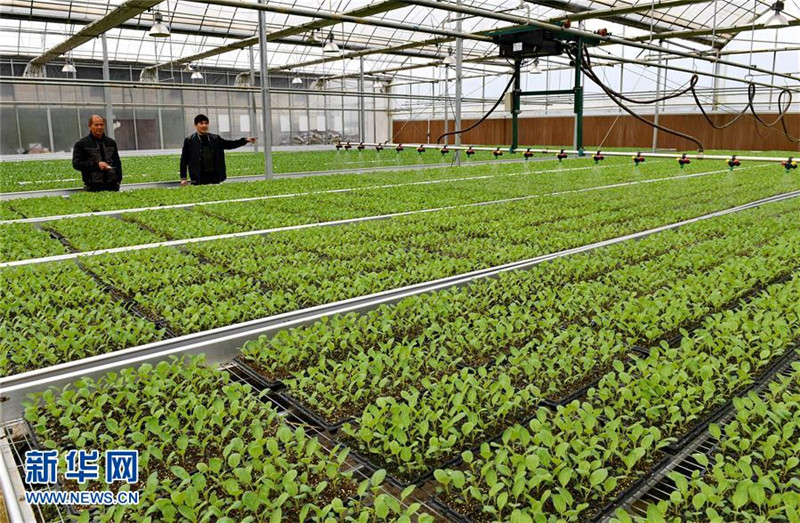 福建省建瓯市:发展冬季农业 增加农民收入