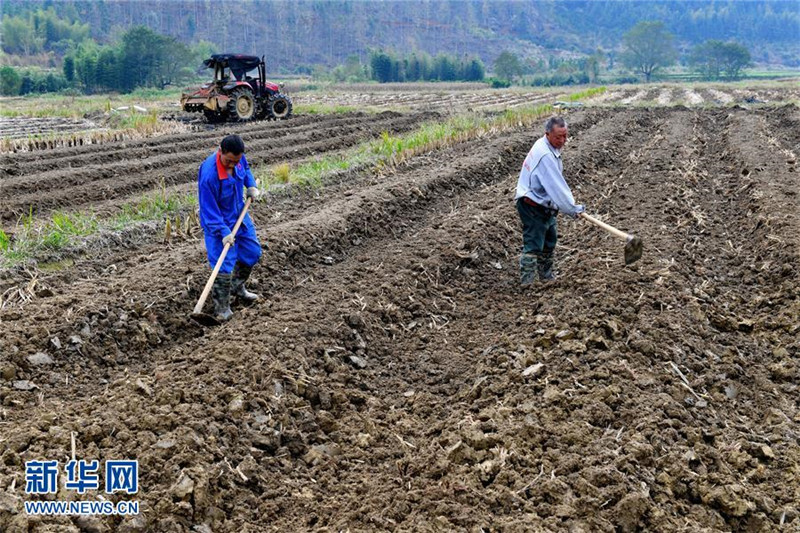 福建省建瓯市:发展冬季农业 增加农民收入