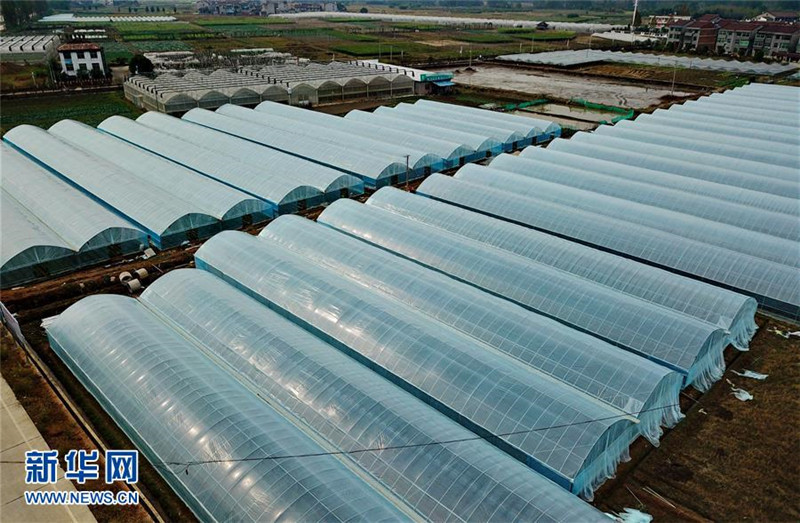 福建省建瓯市:发展冬季农业 增加农民收入