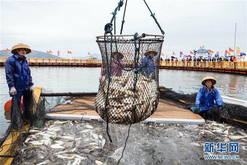 福建宁德迎来大黄鱼丰收季