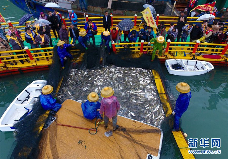 福建宁德迎来大黄鱼丰收季