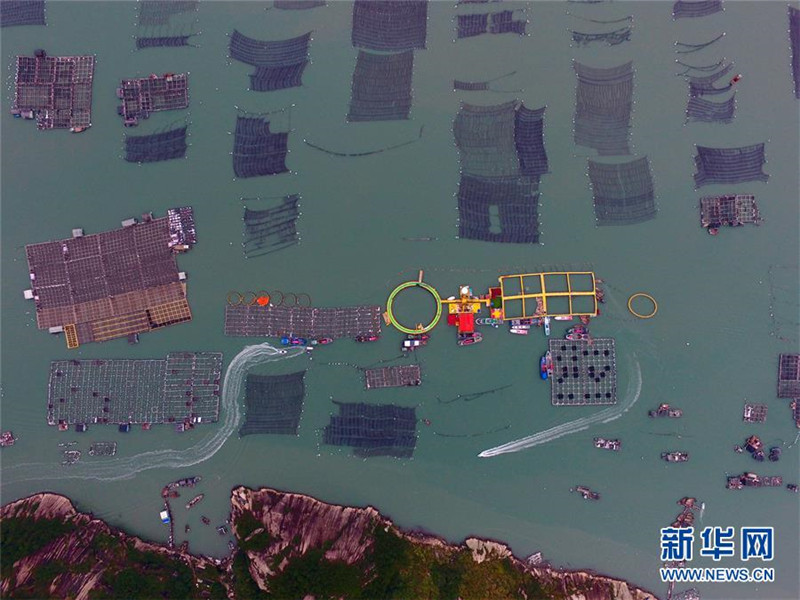 福建宁德迎来大黄鱼丰收季