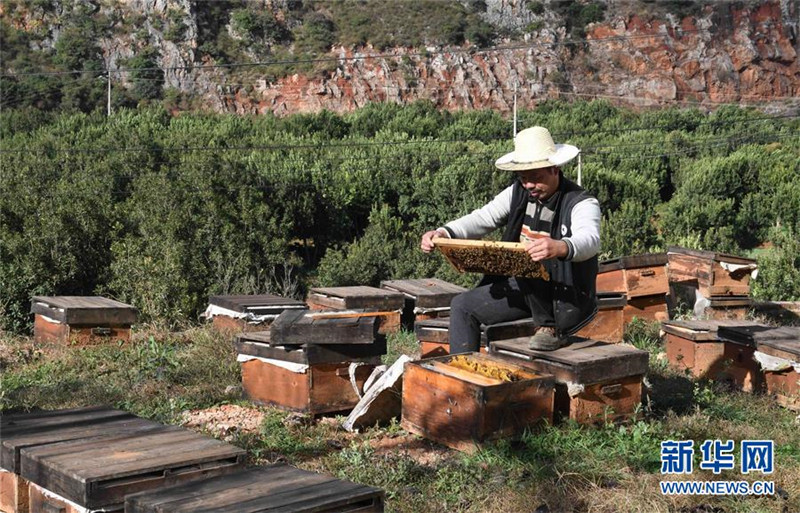 云南寻甸:“甜蜜事业”助农户脱贫增收