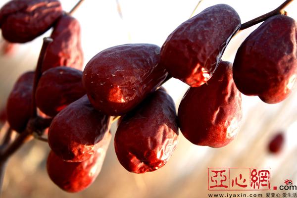 新疆焉耆县红枣进入采收期