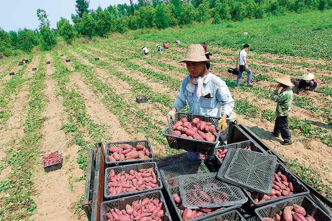 ȡ˾+ũչģʽ ݺͷعϣƶ¸