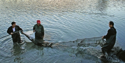 上海青浦黄浦江上游水源保护地育出清水蟹好品种