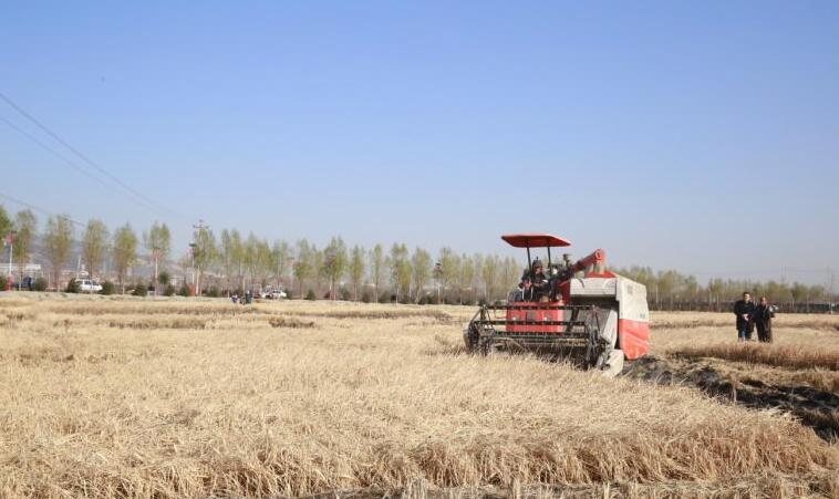 山西:追梦稻花香 晋祠大米再丰收