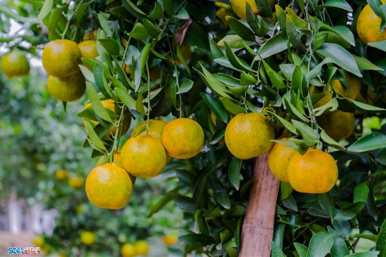 四川南江首届凤柑采摘节25日开幕 30万斤凤柑等你来摘