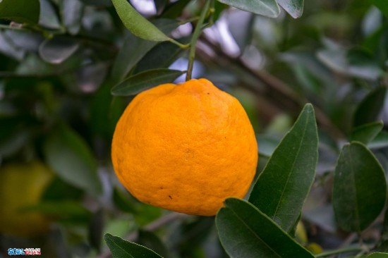 四川南江首届凤柑采摘节25日开幕 30万斤凤柑等你来摘