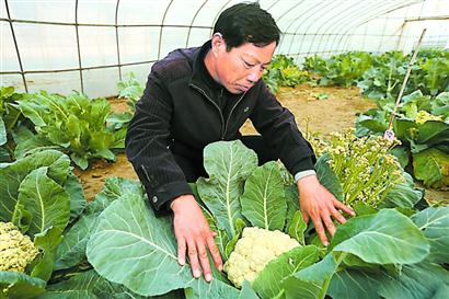 上海:与花菜结缘近30年 黄成超培育出6个“崇花”杂交花菜优质品种