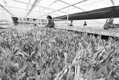 上海崇明西红花迎来丰收季