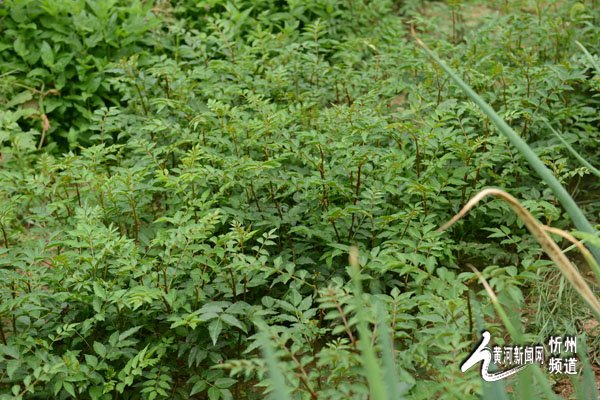 ɽøׯĥϺӴСС ¸ϣ