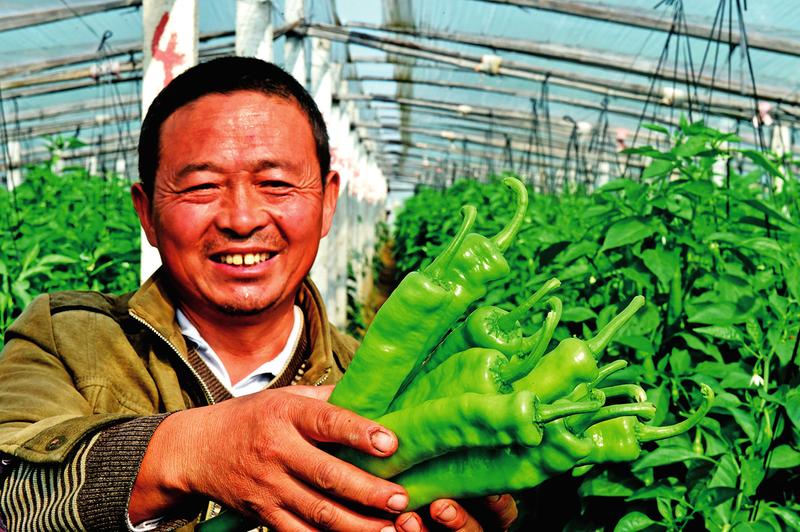 河南省滑县:温室农业助力脱贫致富