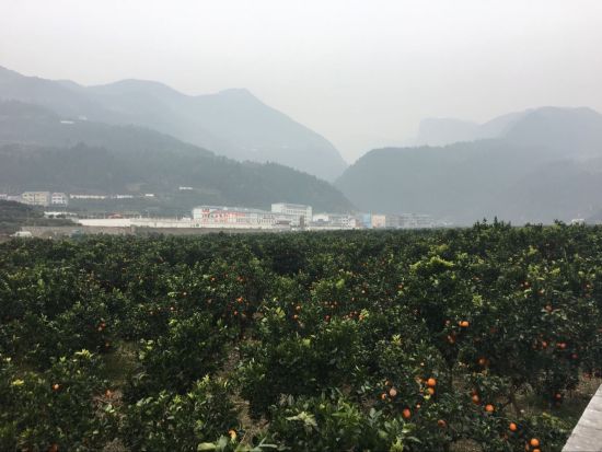 湖北秭归脐橙成农民致富“黄金果” 一日劲销8万吨