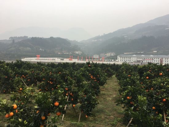 湖北秭归脐橙成农民致富“黄金果” 一日劲销8万吨