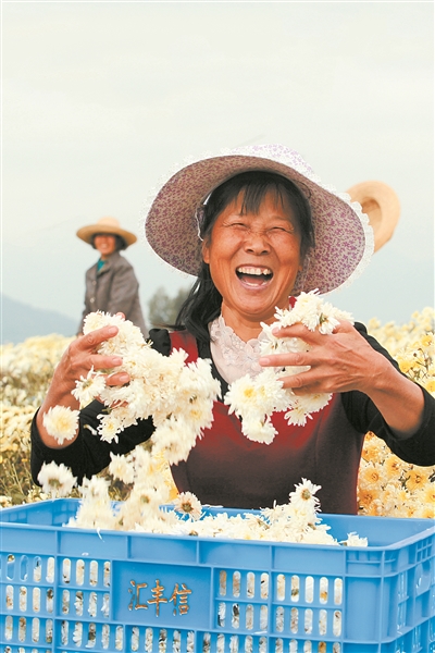 湖南汝城县:菊花产业助脱贫