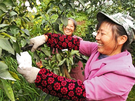 四川眉山洪雅:柑橘喜获丰收 果农增收致富