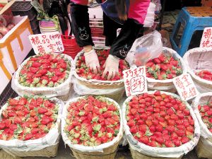 云南昆明:草莓陆续上市 市民忙采摘