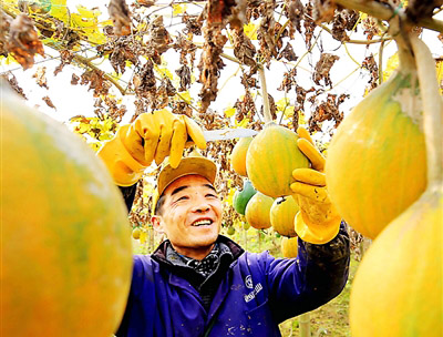 江西靖安县:脱贫致富“黄金瓜”