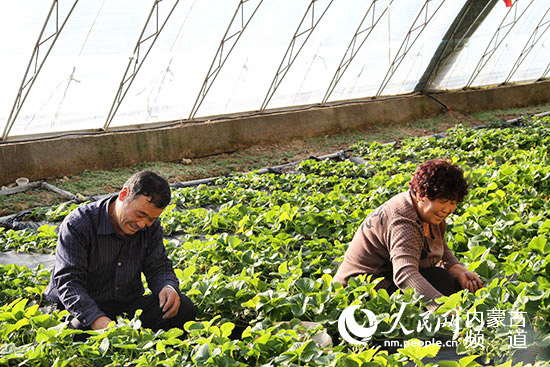 内蒙古呼和浩特市赛罕区:设施农业带动农民增收致富